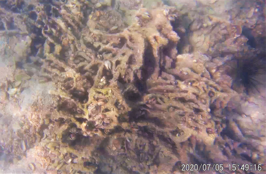 發現珊瑚觸手和一些軟體生物。